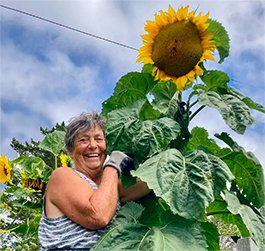 Sunflower